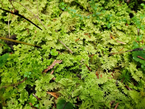 Handsome Woollywort