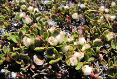 Gaultheria nubicola