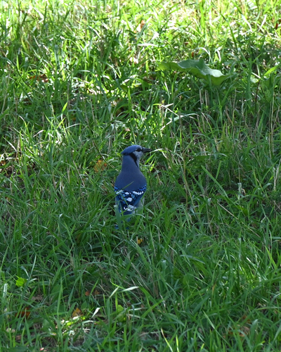 Blue Jay