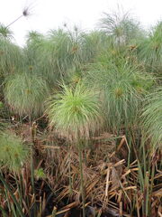 Cyperus papyrus, photograph (c) Cricket Raspet, some rights reserved (CC BY)
