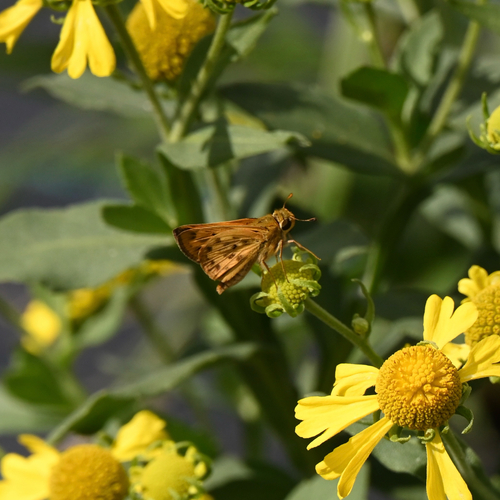 Fiery Skipper