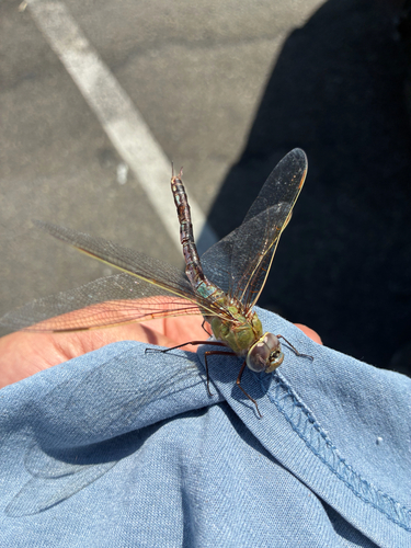 Common Green Darner