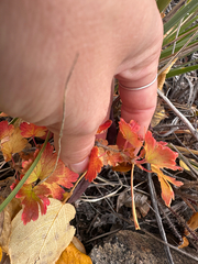 Ribes oxyacanthoides, photograph (c) Allison Gray, some rights reserved (CC BY)