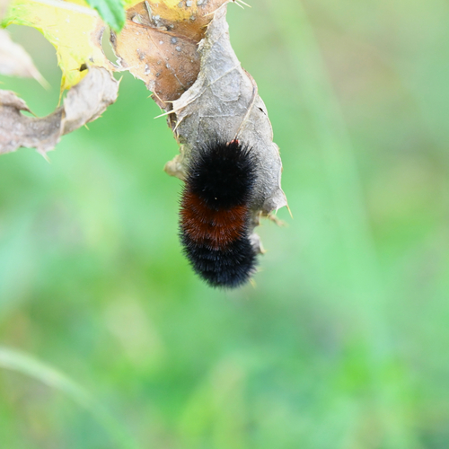 Isabella Tiger Moth