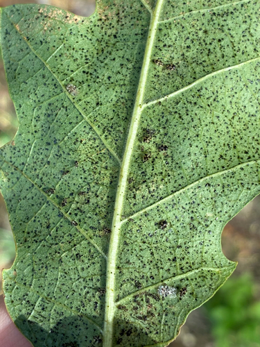 oak lace bug