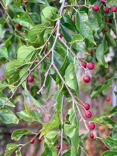 Celtis laevigata, photograph 4