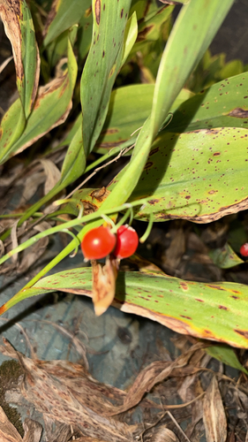 European lily of the valley