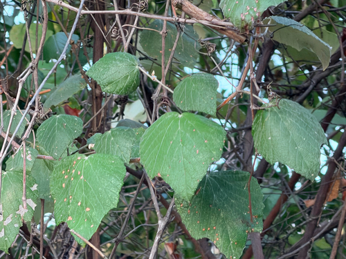 Vitis mustangensis, photograph 4