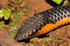 Uropeltis macrolepis