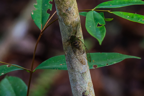 Metapurana pryeri