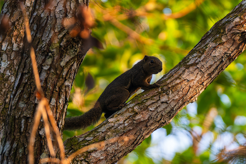 Plantain Squirrel