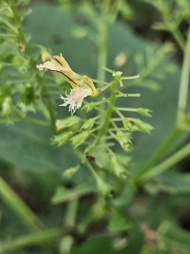 Collinsonia canadensis, photograph 3