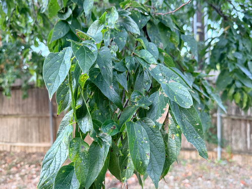 Celtis laevigata, photograph 3