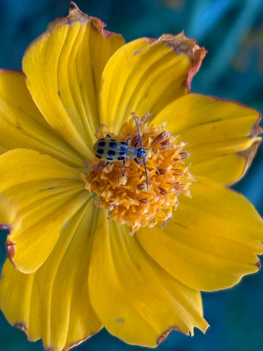 Spotted Cucumber Beetle