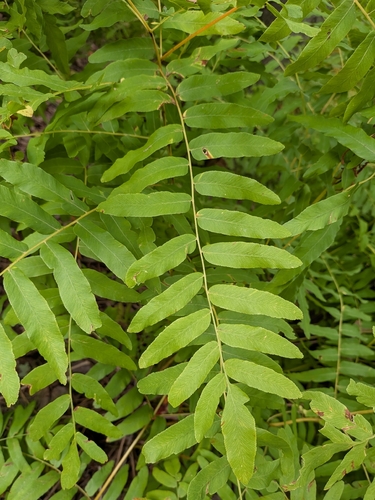American Royal Fern