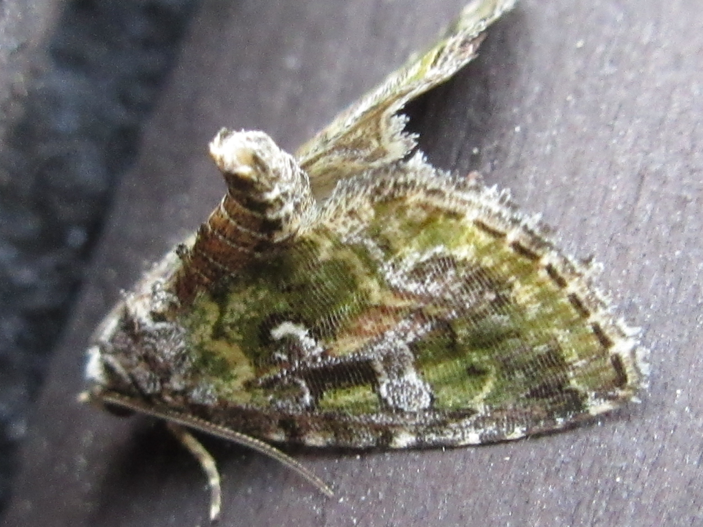 Koyaga virescens