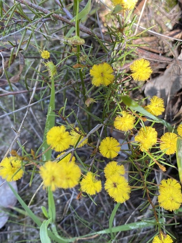 Acacia brownii observed 2026-09-22