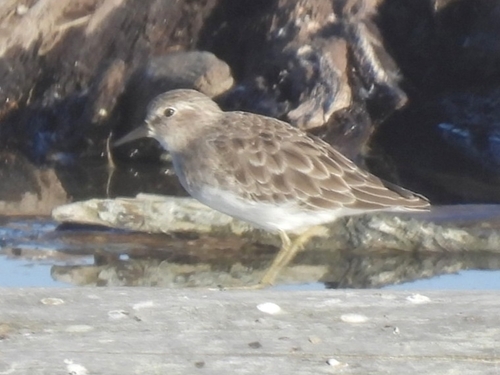 Least Sandpiper