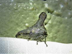 Glossonotus acuminatus