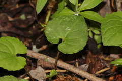 Viola selkirkii, photograph (c) Dustin Snider, some rights reserved (CC BY)