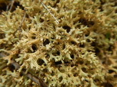 Pulchrocladia corallaizon