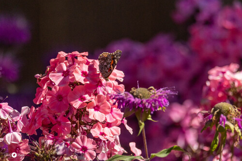 Painted Lady