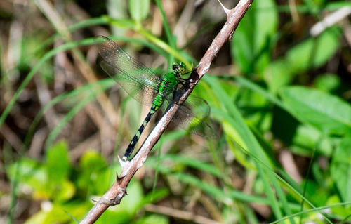 Eastern Pondhawk