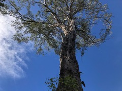 Eucalyptus melliodora