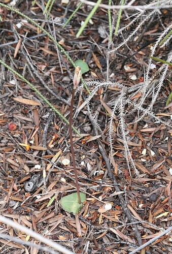 Corybas rotundifolius observed 2026-09-21