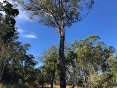 Eucalyptus melliodora