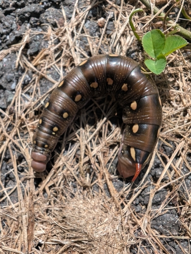 Bedstraw Hawkmoth