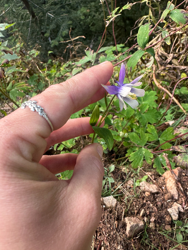 Aquilegia brevistyla, photograph 2