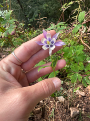 Aquilegia brevistyla, photograph (c) Allison Gray, some rights reserved (CC BY)