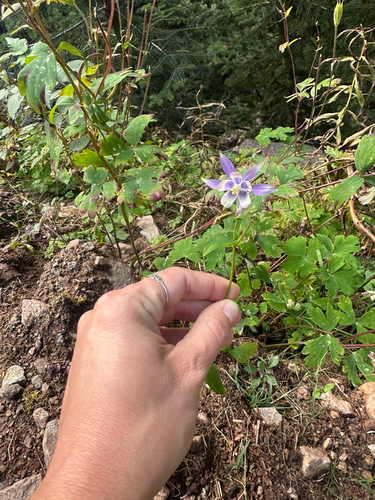 Aquilegia brevistyla