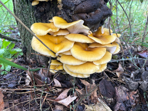 Golden Oyster Mushroom