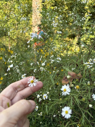 Boltonia diffusa, photograph 1