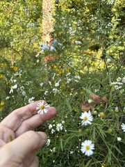 Boltonia diffusa