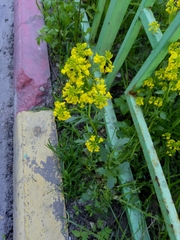 Barbarea vulgaris