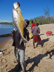 Scomberoides commersonnianus