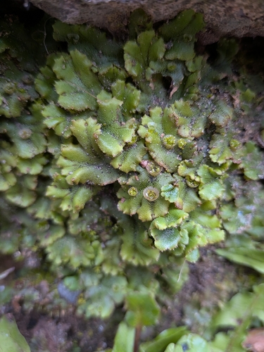 Common Liverwort