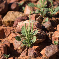 Dysphania rhadinostachya