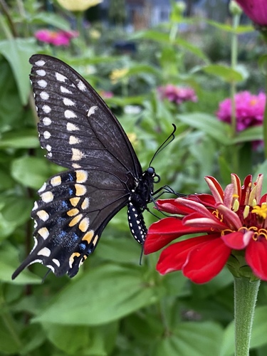 Eastern Black Swallowtail