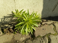 Erigeron annuus