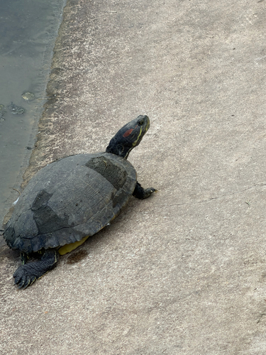 Pond Slider