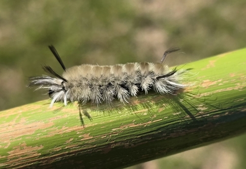 Banded Tussock Moth