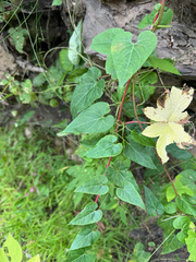 Cynanchum laeve