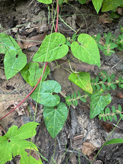Cynanchum laeve, photograph (c) Jeff Clark, some rights reserved (CC BY)
