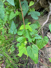 Cynanchum laeve, photograph (c) Jeff Clark, some rights reserved (CC BY)