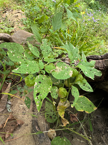 Physalis longifolia, photograph 6