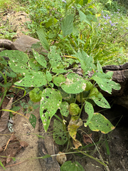 Physalis longifolia, photograph (c) Jeff Clark, some rights reserved (CC BY)
